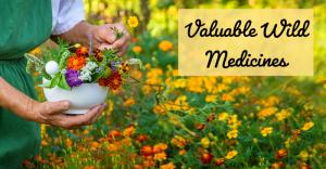 Valuable Wild Medicines