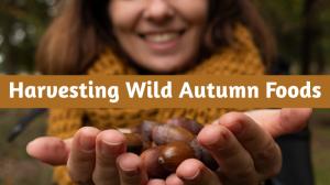 Harvesting Wild Autumn Foods