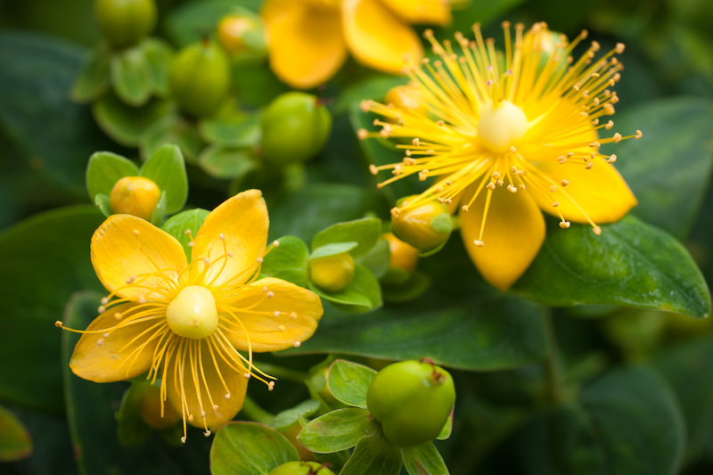 St John's Wort Flower