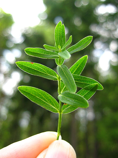 St John's Wort Leaves