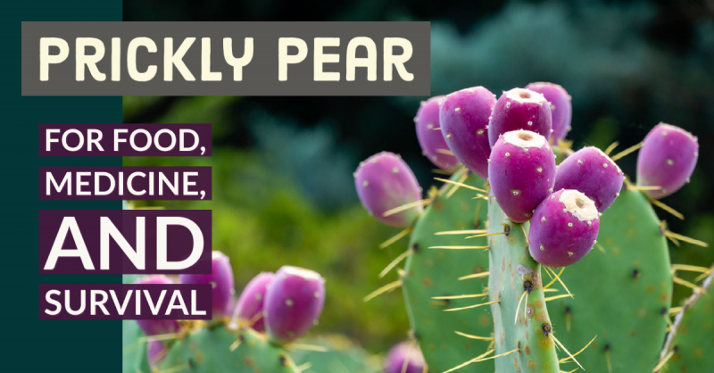 Practical Uses for Prickly Pear: Nopal cactus is useful for medicine, food, cooking, and even water purification