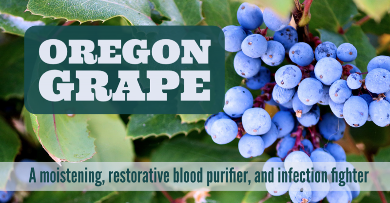 Oregon Grape: A moistening, restorative blood purifier, and infection fighter