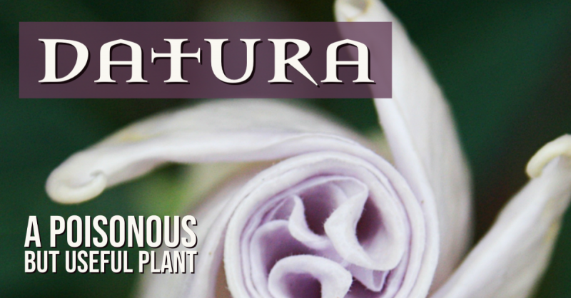 Datura: A Poisonous But Useful Plant