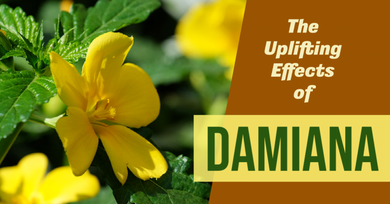 The Uplifting Effects of Damiana: A pleasant tasting herb for reducing anxiety, easing depression, and enhancing libido 