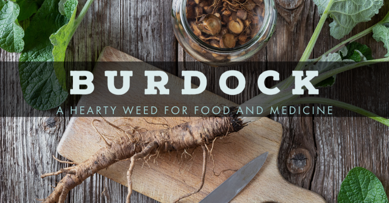 Burdock: A Hearty Weed for Food and Medicine