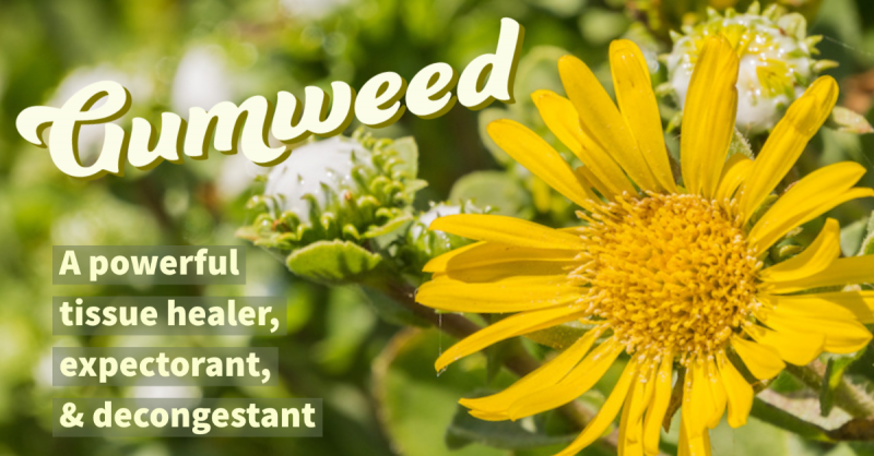 Gumweed