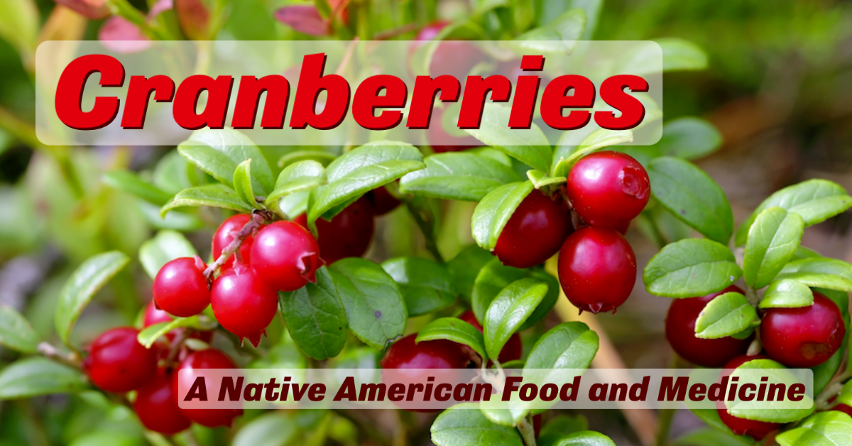 Cranberries A Native American Food and Medicine Article