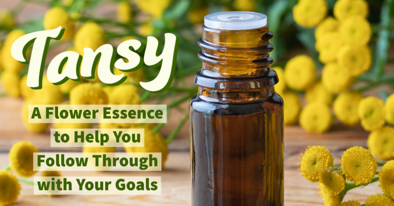 Tansy: A Flower Essence to Help You Follow Through with Your Goals