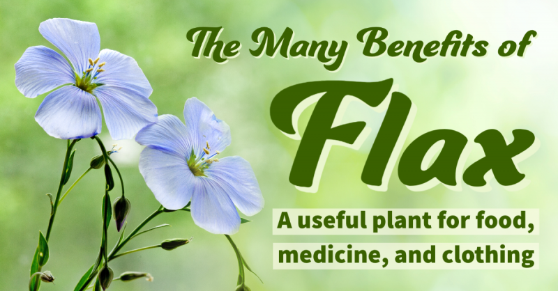 The Many Benefits of Flax