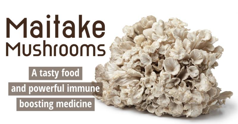 The Dancing Mushroom: Maitake mushrooms offer powerful immune support while being a tasty food