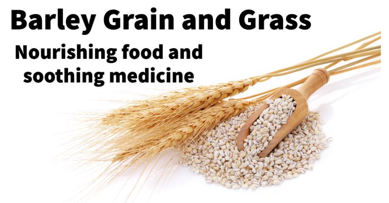 The Health Benefits of Barley: Barley and barley grass have health-building and medicinal value