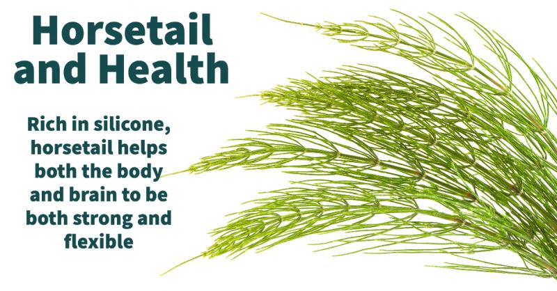 Horsetail and Health: Bring strength and flexibility to your body and brain with silicon rich horsetail