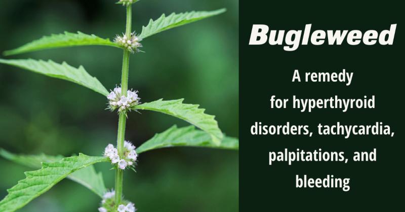 Bugleweed: A remedy for hyperthyroid disorders, tachycardia, palpitations, and bleeding