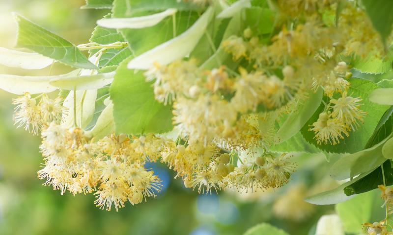 Sunlit linden branch