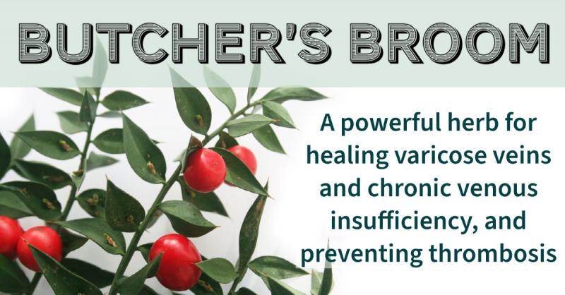 Improving Venous Circulation with Butcher's Broom: A valuable herb for varicose veins, chronic venous insufficiency, and preventing thrombosis