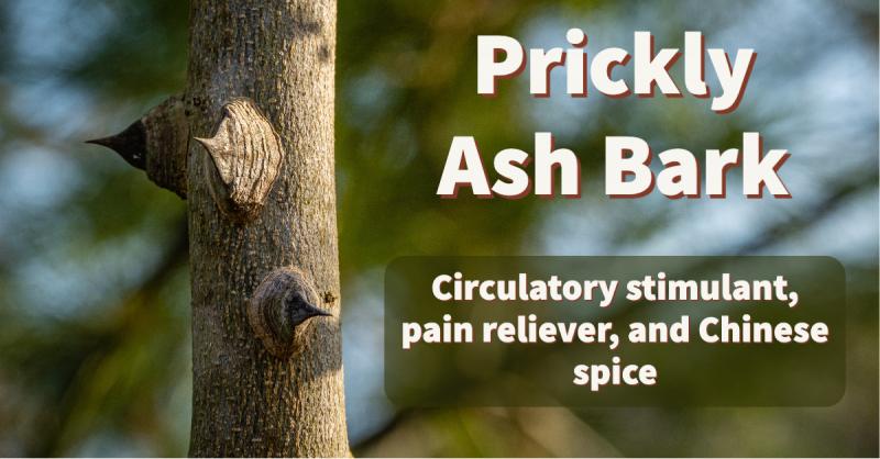 Prickly Ash: A circulatory stimulant for easing pain, damaged nerves, and promoting digestion