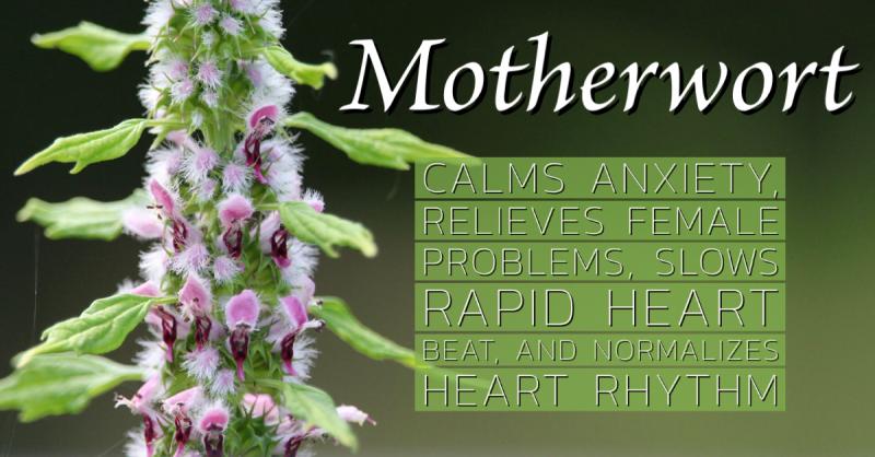 Motherwort: A traditional remedy for mothers, that helps calm anxiety and regulate the heart