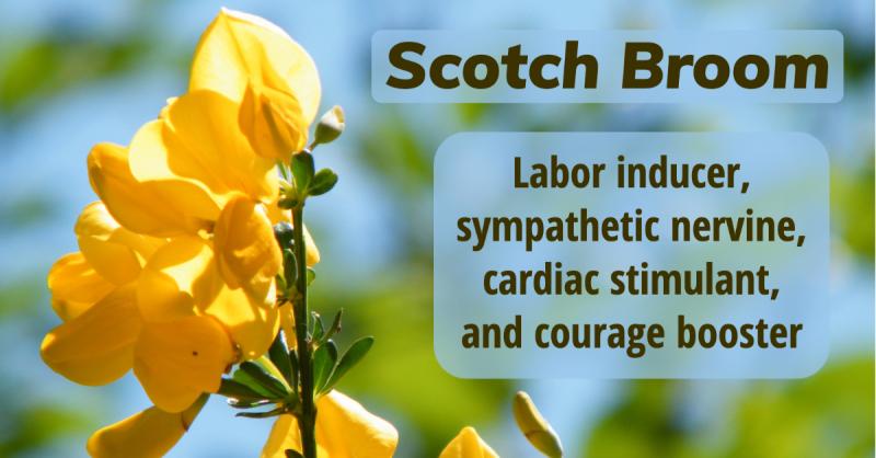 Scotch Broom: Labor inducer, nervous system stimulant, cardiac remedy, and courage booster