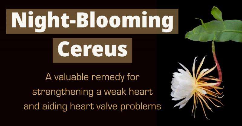 Night Blooming Cereus