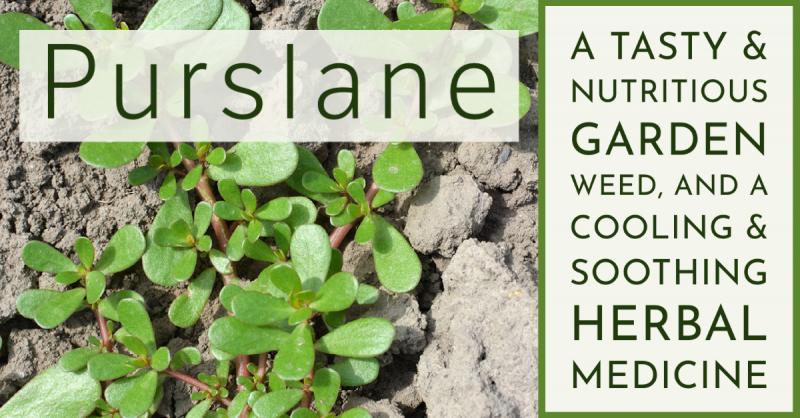 Purslane: A tasty & nutritious garden weed, and a cooling & soothing herbal medicine