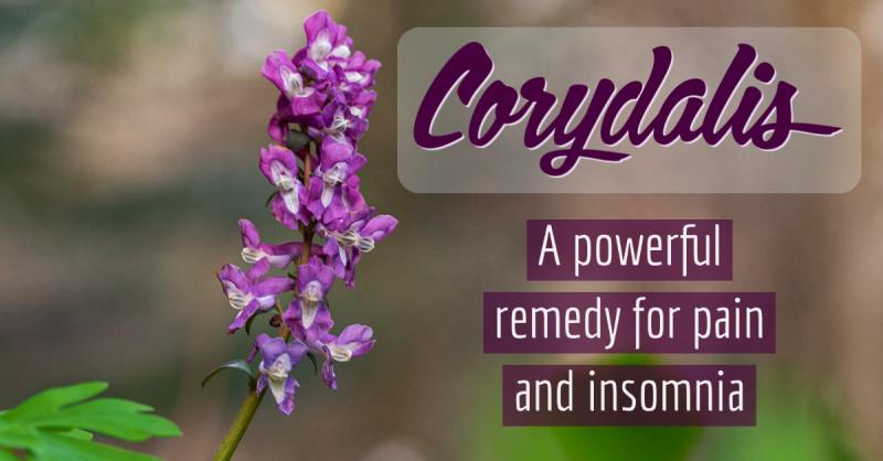 Corydalis: A powerful remedy for pain and insomnia
