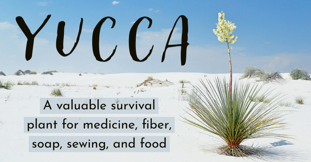 Yucca: A valuable survival plant for medicine, fiber, soap, sewing, and food