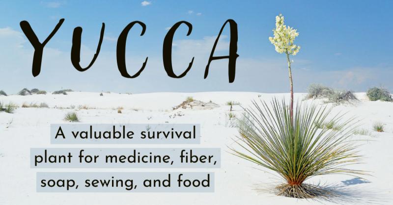 Utilitarian Yucca: A valuable Southwestern survival plant for medicine, fiber, soap, sewing, and food