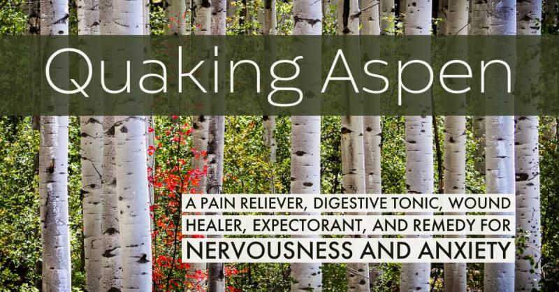 Quaking Aspen