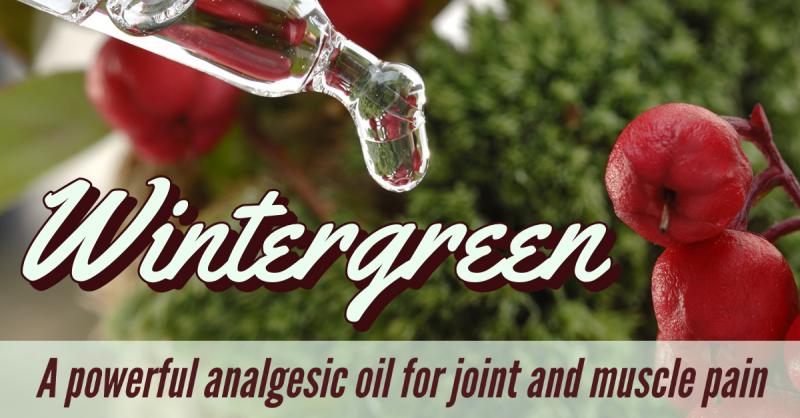 Wintergreen: A powerful analgesic oil for joint and muscle pain