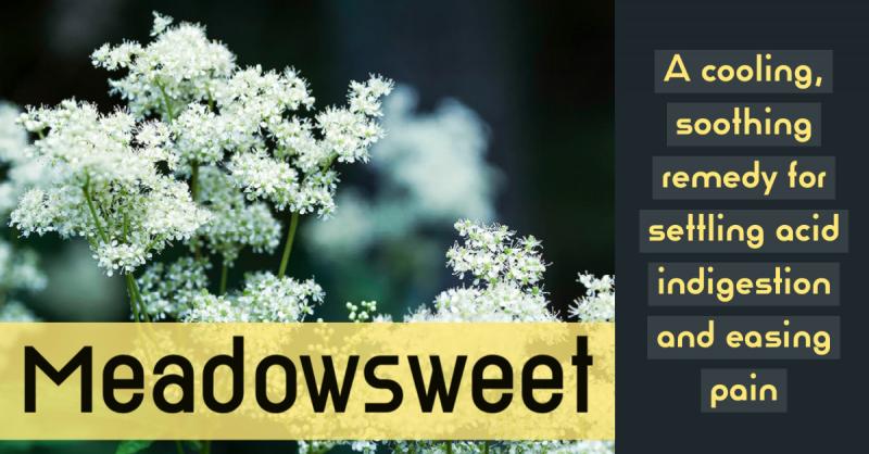 Meadowsweet: A cooling, soothing remedy for settling acid indigestion and easing pain