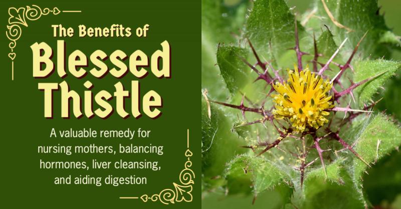 The Benefits of Blessed Thistle: A valuable remedy for nursing mothers, hormone balance, and brain health