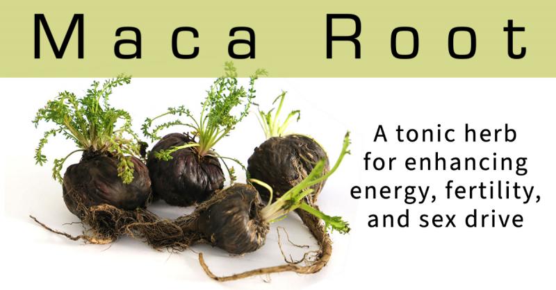 Maca Root: A South American tonic herb for enhancing energy, fertility, and sex drive