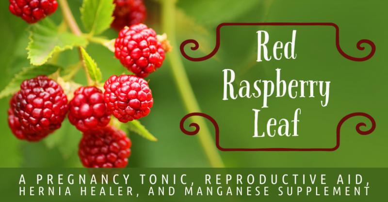 Red Raspberry Leaf: Pregnancy tonic, reproductive aid, hernia healer, and natural manganese supplement
