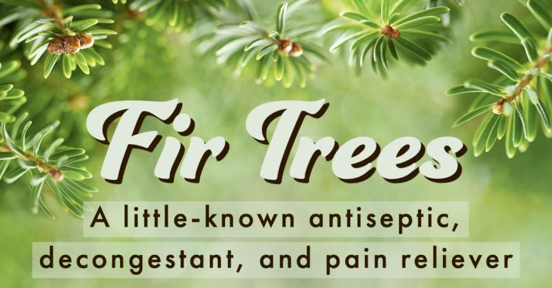 Fir Trees and Evergreen Botany: A little-known antiseptic, decongestant, and analgesic