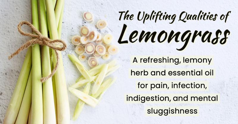 The Uplifting Qualities of Lemongrass: A refreshing, lemony remedy for pain, infection, indigestion, and mental sluggishness