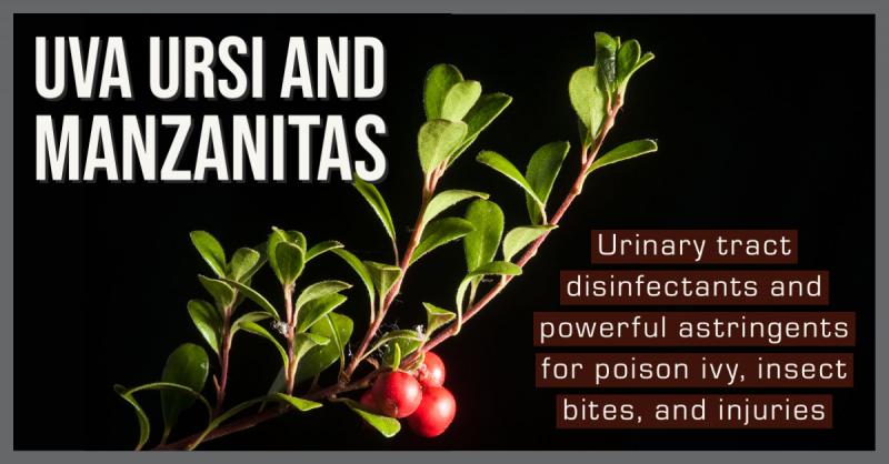 Uva Ursi and Manzanitas: Valuable urinary tract disinfectants and astringents for poison ivy, insect bites, and other injuries