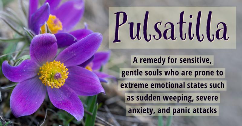 Pulsatilla: The Flower of the Wind: A remedy for sensitive souls with extreme emotions