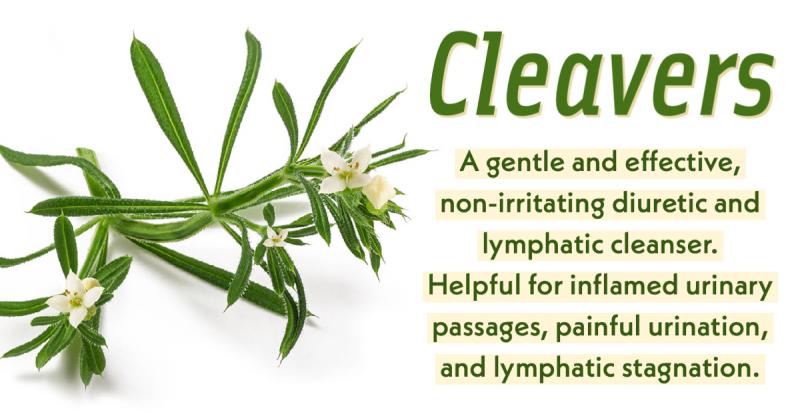 Cleavers: A gentle, non-irritating diuretic and lymphatic cleanser