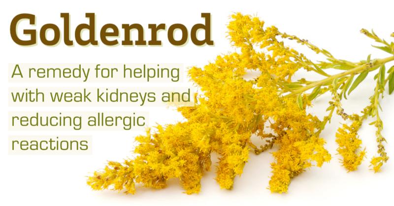 Goldenrod: Liberty Tea, A remedy for strengthening weak kidneys and reducing allergic reactions