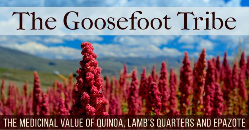 The Goosefoot Tribe: The medicinal value of quinoa, lamb's quarters and epazote