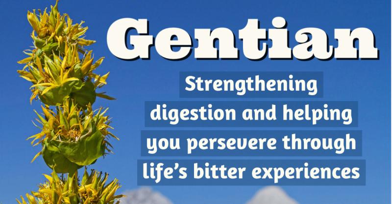 Gentian: A Classic Simple Bitter: Strengthening digestion and helping you persevere through life's bitter experiences