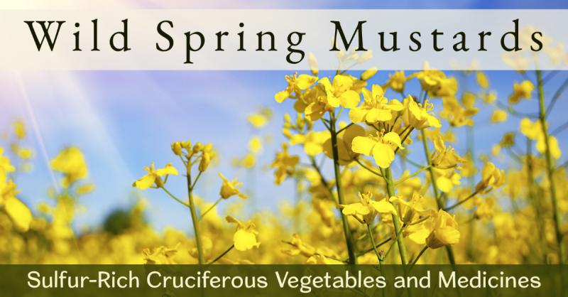Wild Spring Mustards: Sulfur-rich cruciferous vegetables and medicines