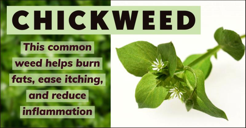 Chickweed for burning fats itching and inflammation