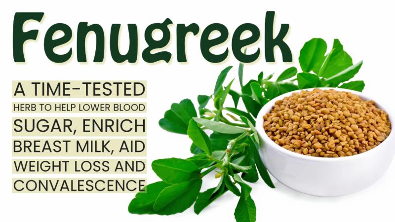 The Time Tested Uses of Fenugreek