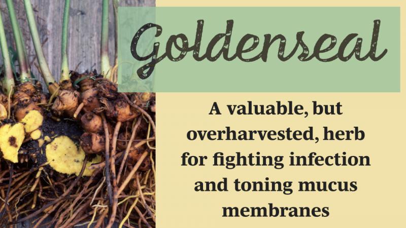 Goldenseal Root: A valuable, but overharvested, herb for fighting infection and toning mucus membranes