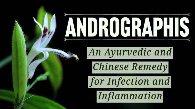 Andrographis: An Ayurvedic and Chinese Remedy for Infection and Inflammation