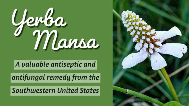 Yerba Mansa: A valuable antiseptic and antifungal remedy from the Southwestern United States