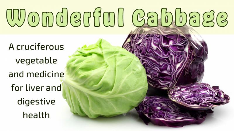 Wonderful Cabbage: A cruciferous vegetable and medicine for liver and digestive health