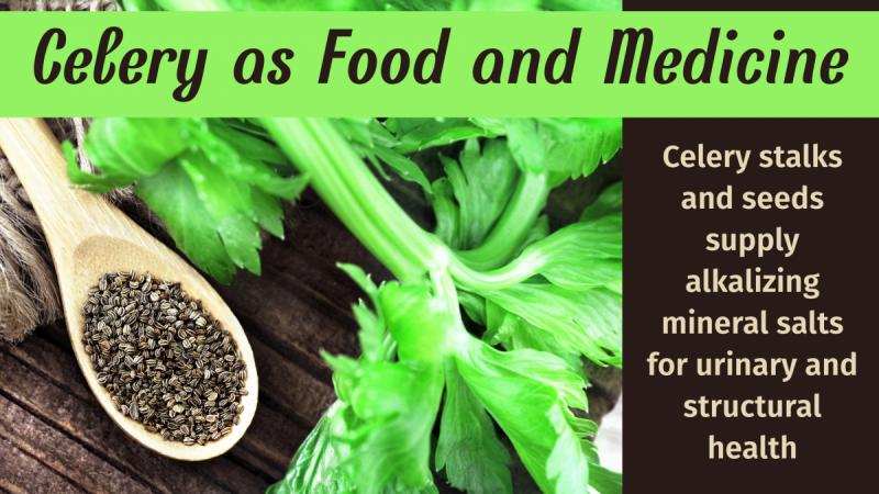 Celery as Food and Medicine: Celery supplies alkalizing mineral salts for urinary and structural health
