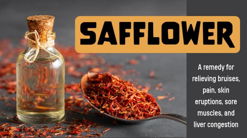 Safflower: A remedy for relieving bruises, pain, skin eruptions, sore muscles, and liver congestion